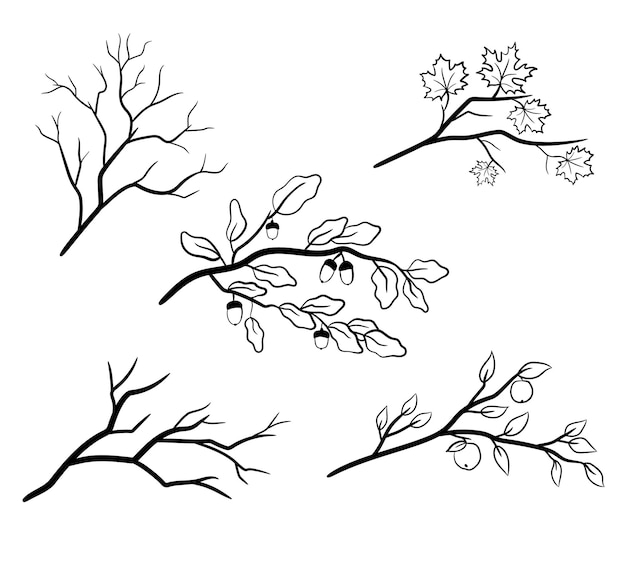 Вектор Набор ветвей деревьев с кленом, дубовыми листьями.