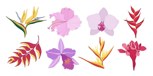 Набор иллюстраций тропических красочных цветущих цветов