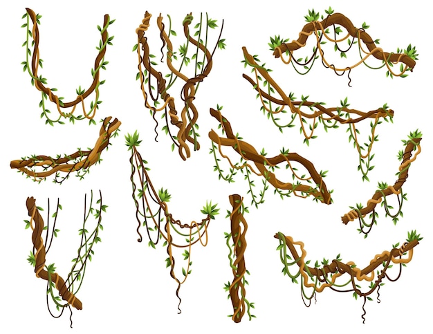 벡터 트위스트 야생 덩굴 가지 세트 정글 덩굴 식물 열대 우림 식물과 이국적인 식물학