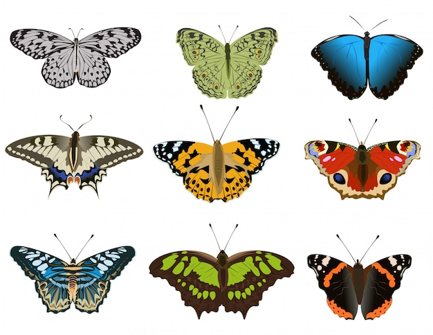 Набор различных типов красочных бабочек на белом фоне