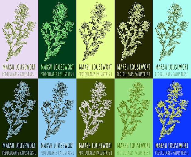 Вектор Набор векторных рисунков marsh lousewort в различных цветах латинское название pedicularis palustris l