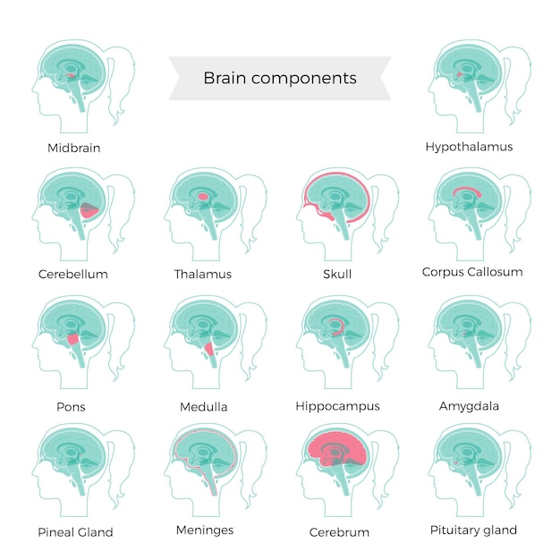 뇌 구성 요소의 벡터 일러스트 레이 션의 집합