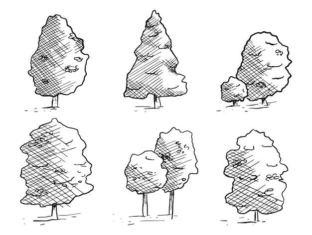 스케치 스타일의 무성한 단풍과 침엽수 가문비나무의 벡터 격리된 흑백 나무 세트