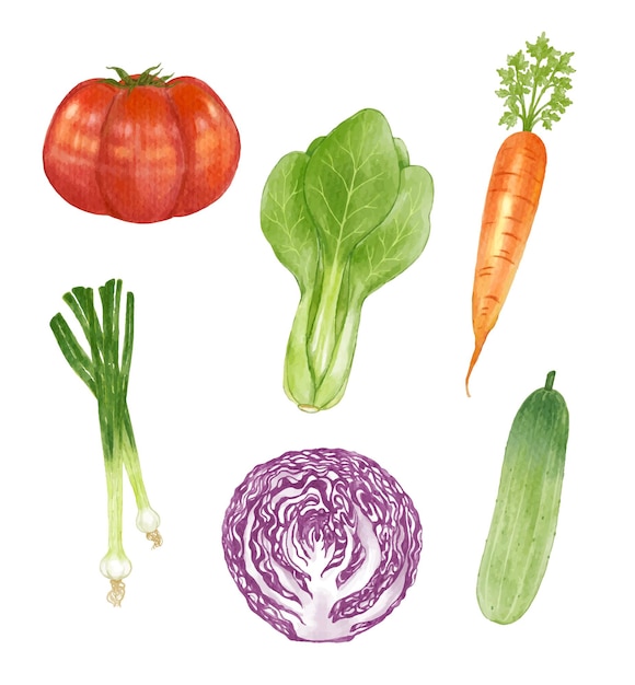 Набор акварельных векторных иллюстраций овощей