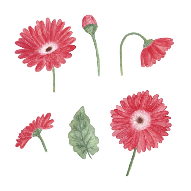 수채화 Gerbera 꽃 요소 집합