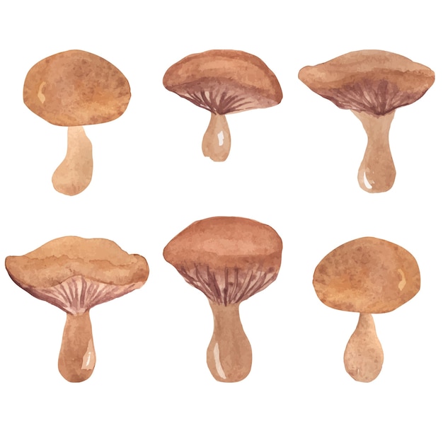 Набор акварельных грибов с волнистой крышкой вектор изолированных рисованной