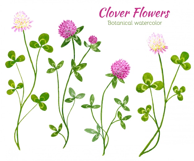 ベクトル 水彩のレッドクローバーの花のセット