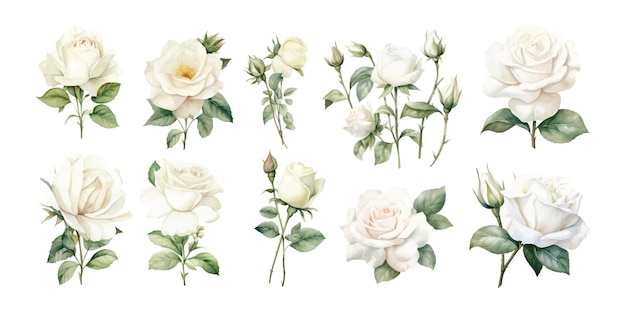 Вектор Набор акварельных белых роз в различных рисунках на белом фоне