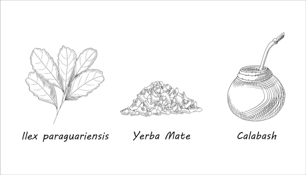 벡터 예르바 마테 차 가지와 호리병박 세트. 마테 찻잎. 조각 스타일. 전통적인 남미 음료입니다. 손으로 그린 벡터 일러스트 레이 션
