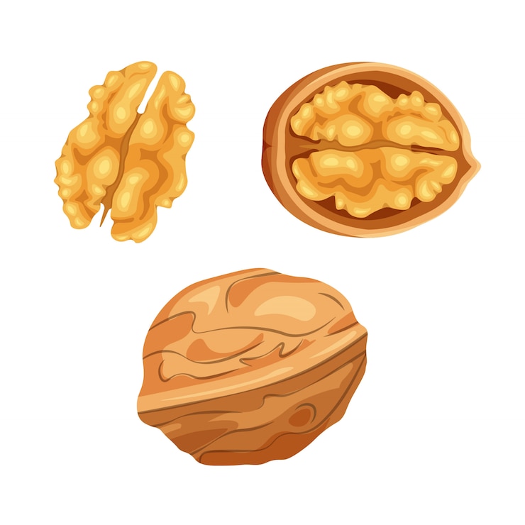Vector set of open and closed walnut isolated.