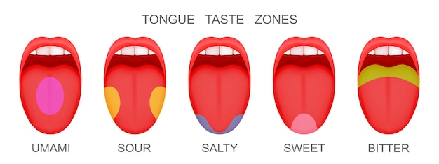 Set of open mouthes with sticking out tongues demonstrating receptor Myth of human taste buds