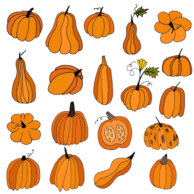 Set of orange hand drawn pumpkins Cartoon style pumpkins on an isolated white background