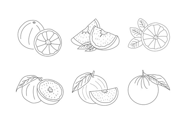 Set of the orange line drawn on a white background, full and half an orange, hand sketch fruit.