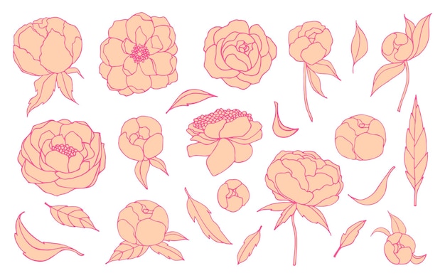 Vector set of orange peony flowers and leaves with pink line vector floral isolated illustration on white