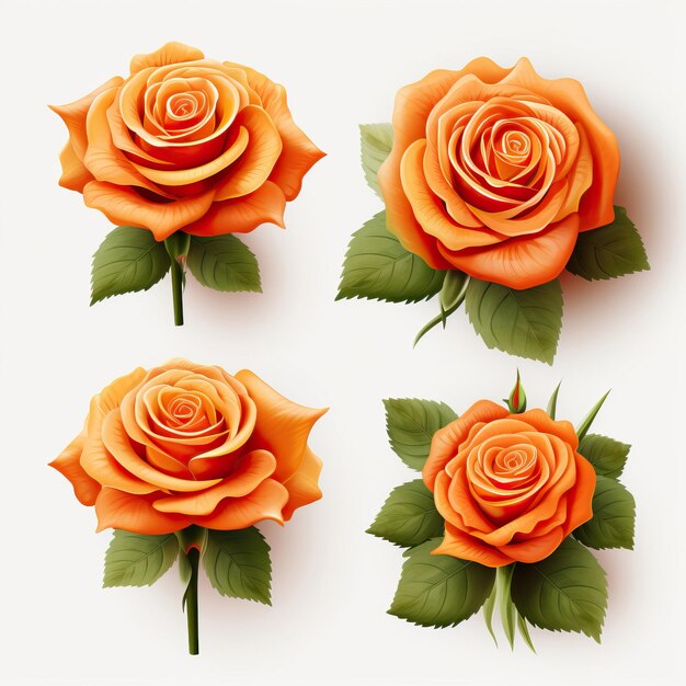 Set of orange rose vector white background isolated hi