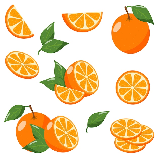 set of orange with leaves on white background vector