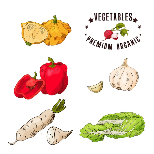 Vector set of organic vegetables