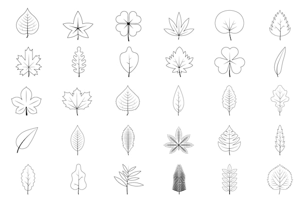 アウトラインの木の葉のセット オーク アスペン リンデン メープル クリ クローバーと植物の葉