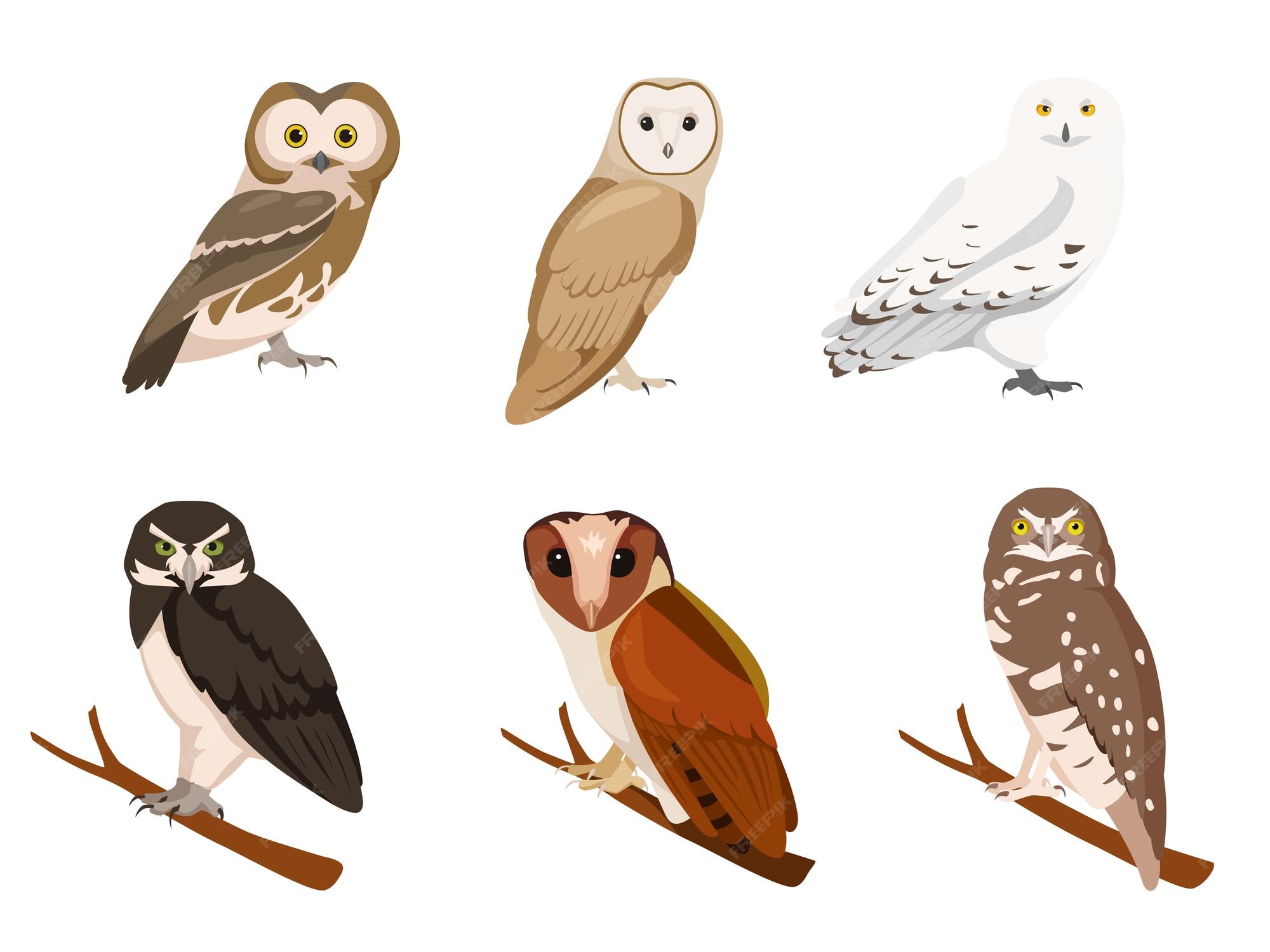 Premium Vector | Set of owls in cartoon style Vector illustration of