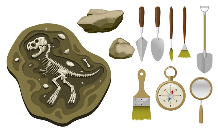 Vector set of palaentology tools objects cartoon