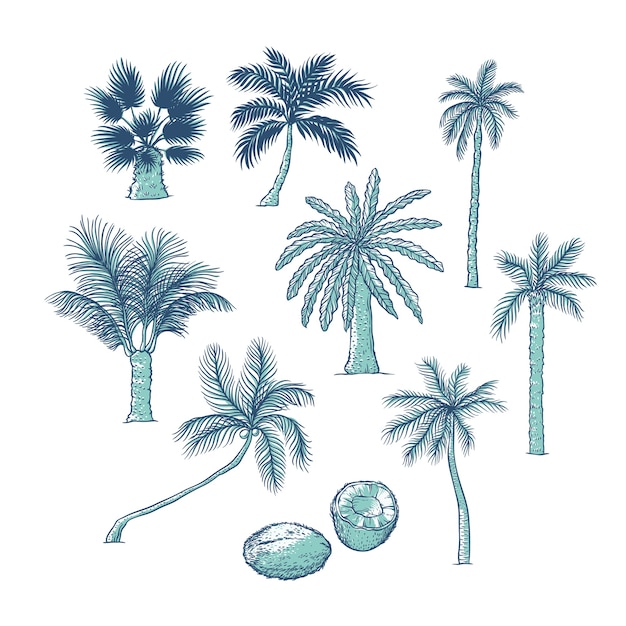 Set di palma. diversi tipi di alberi tropicali e cocco. illustrazione di schizzo di contorno