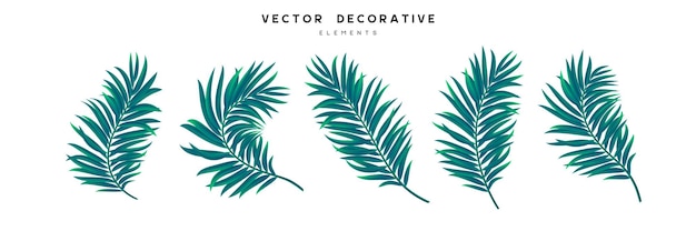 Set of palm leaves isolated. exotic tropical leaves