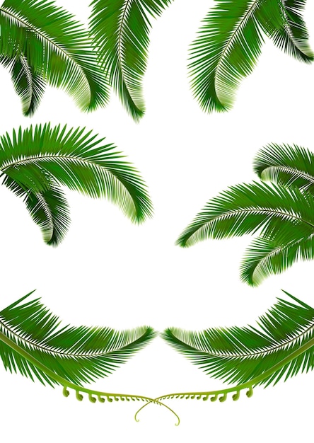 Set of palm leaves.