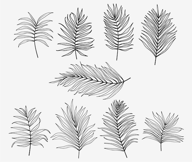 Set of palm leaves