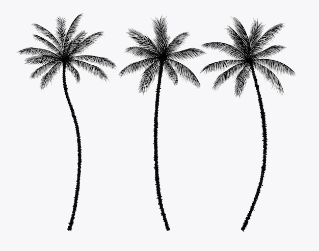 Vector set of palm silhouettes.