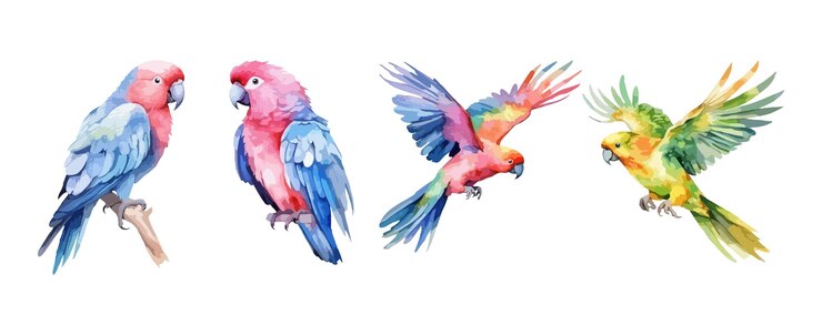 Set papegaai vogels aquarel geïsoleerd op witte achtergrond vectorillustratie