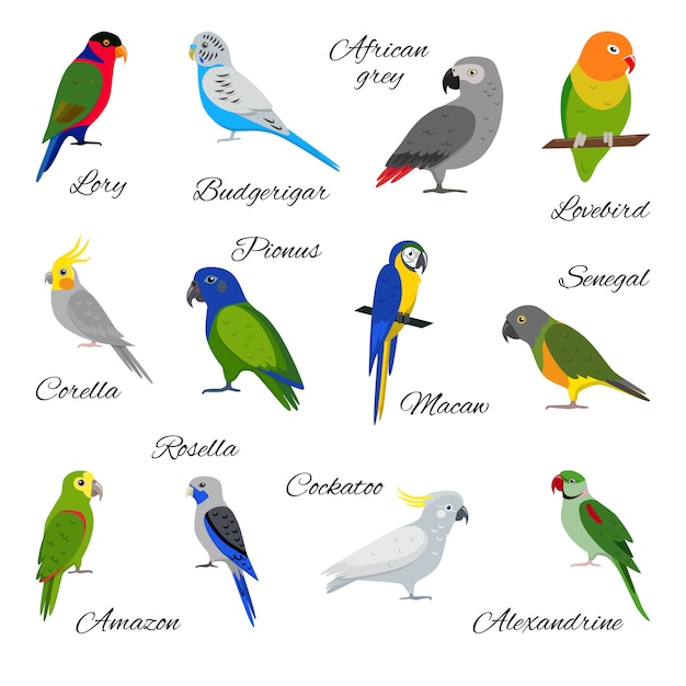 Set of parrot icons