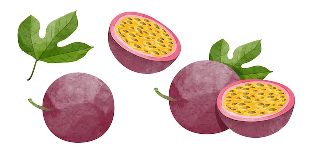 Set of Passion Fruit with leaves Design elements watercolour style vector illustration