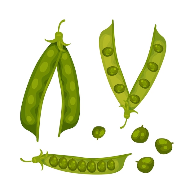 Set of pea pods closed open and grain vector illustration on white background