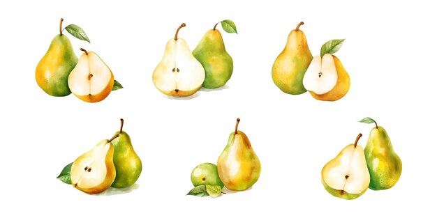 Vector set of pear fruit watercolor isolated on white background vector illustration