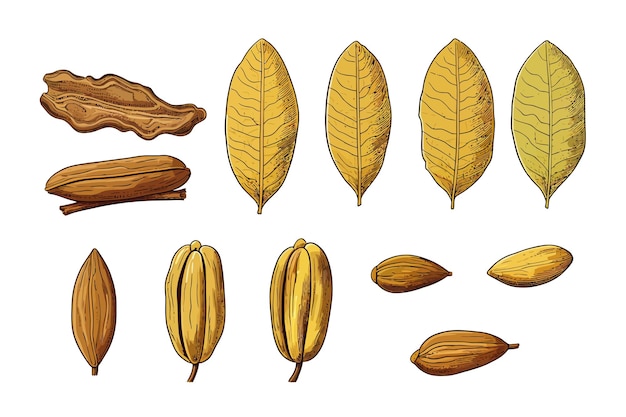 Impostare i semi di olio di noci pecan e la foglia elementi piani del cartone animato vettoriale isolati sullo sfondo