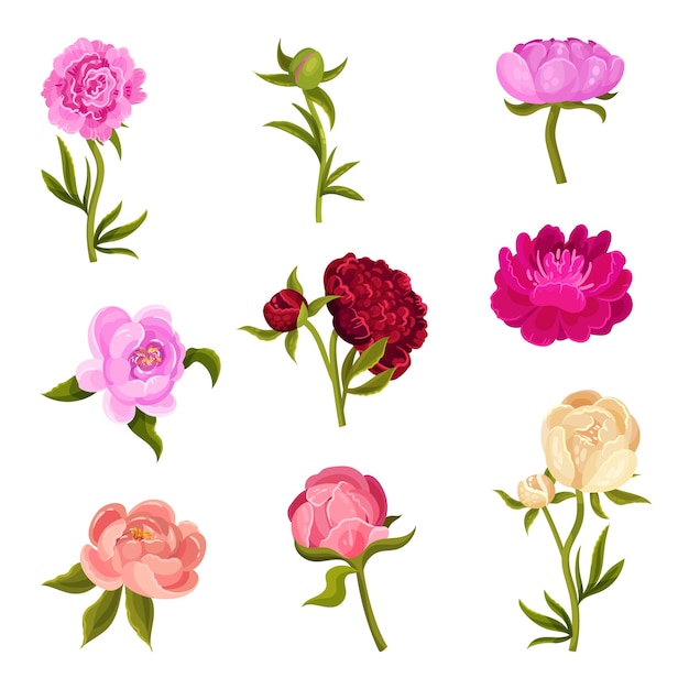 Vector set of peonies of different shades on green stems with leaves