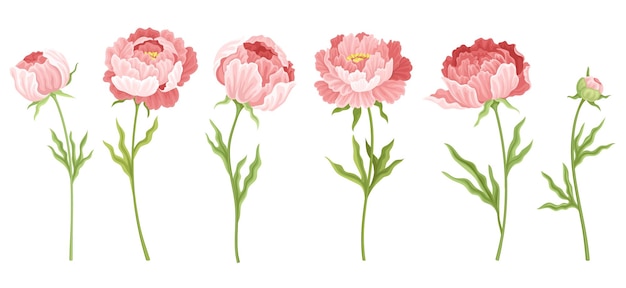 Vector set of peonies