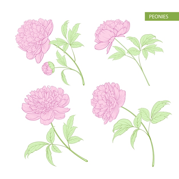 Vector set of peony flowers elements.