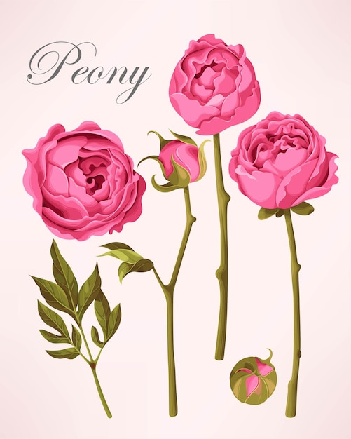 Set of peony flowers and leaves