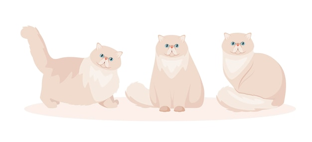 A set of persian cats on a white background