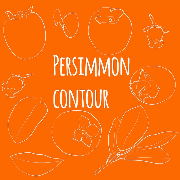 Set of persimmons with leaves and flowers linear outline only no fill Vector graphics