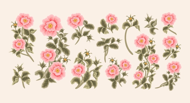 Set perzik oranje tuin bloesem rosa canina en blad tak zomer bloem clipart elementen