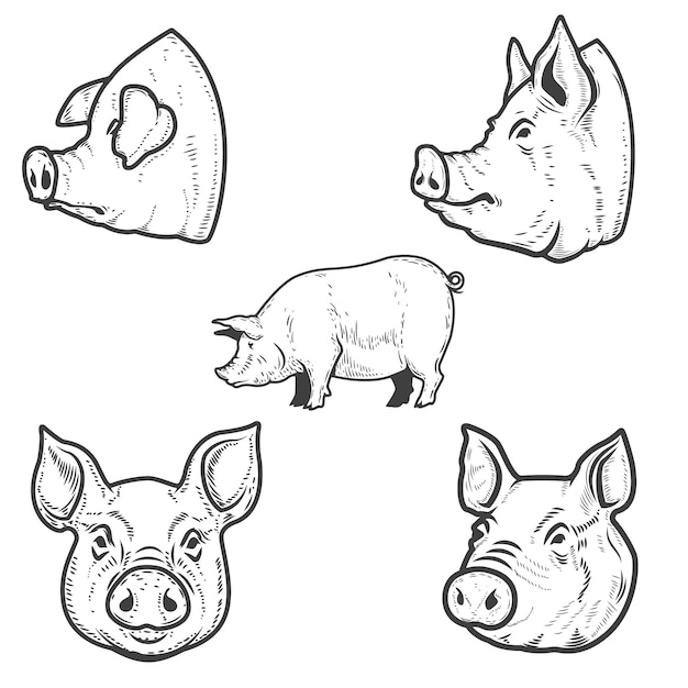 Set of pig illustrations. Pork head.  element for emblem, sign, poster, badge.  illustration