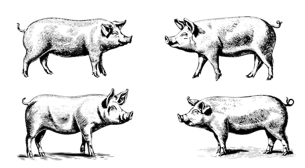 돼지 손으로 그린 스케치 그림 농업의 집합