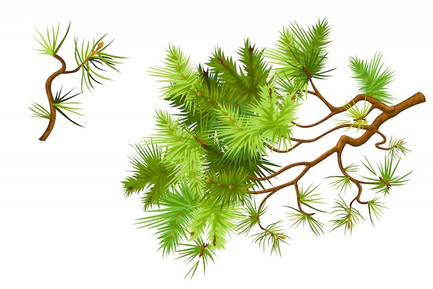 Vector set of pine branches.