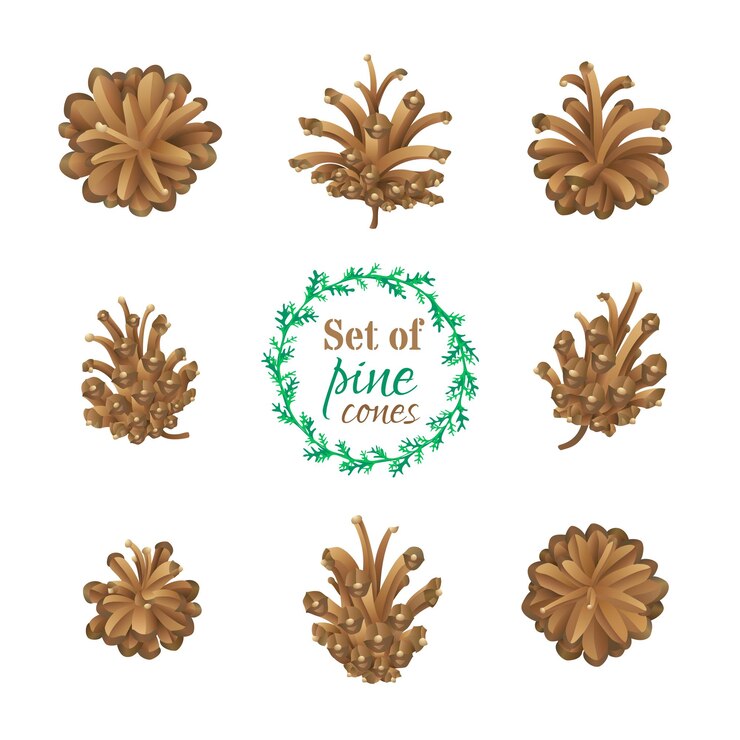 Vector set of pine cones