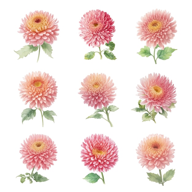 Vector set of pink chrysanthemums isolated on white background watercolor illustration