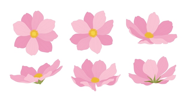 Vector set of pink cosmos blooming flowers illustration