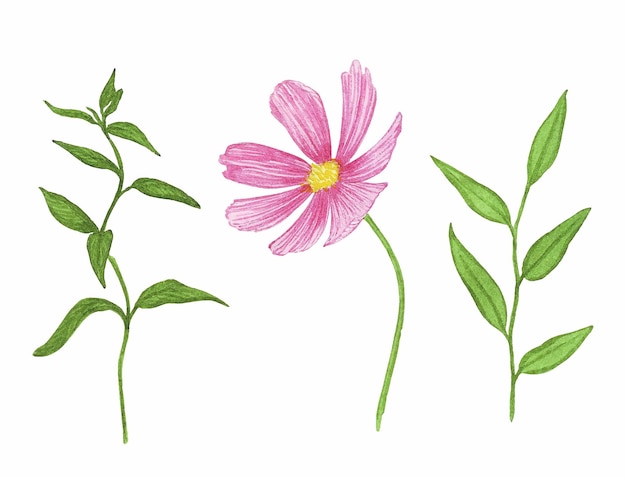 A set of pink flowers and leaves with the word cosmos on them