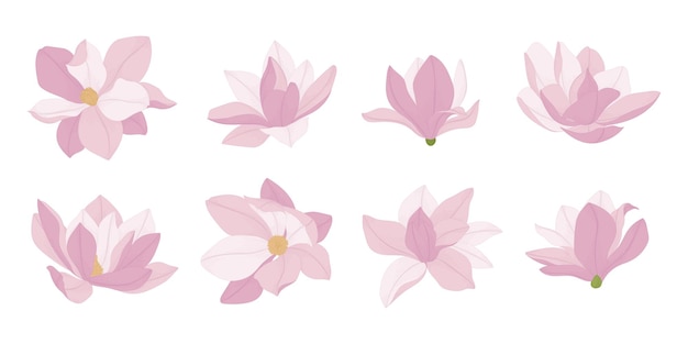 Set of pink magnolia blooming flowers illustration